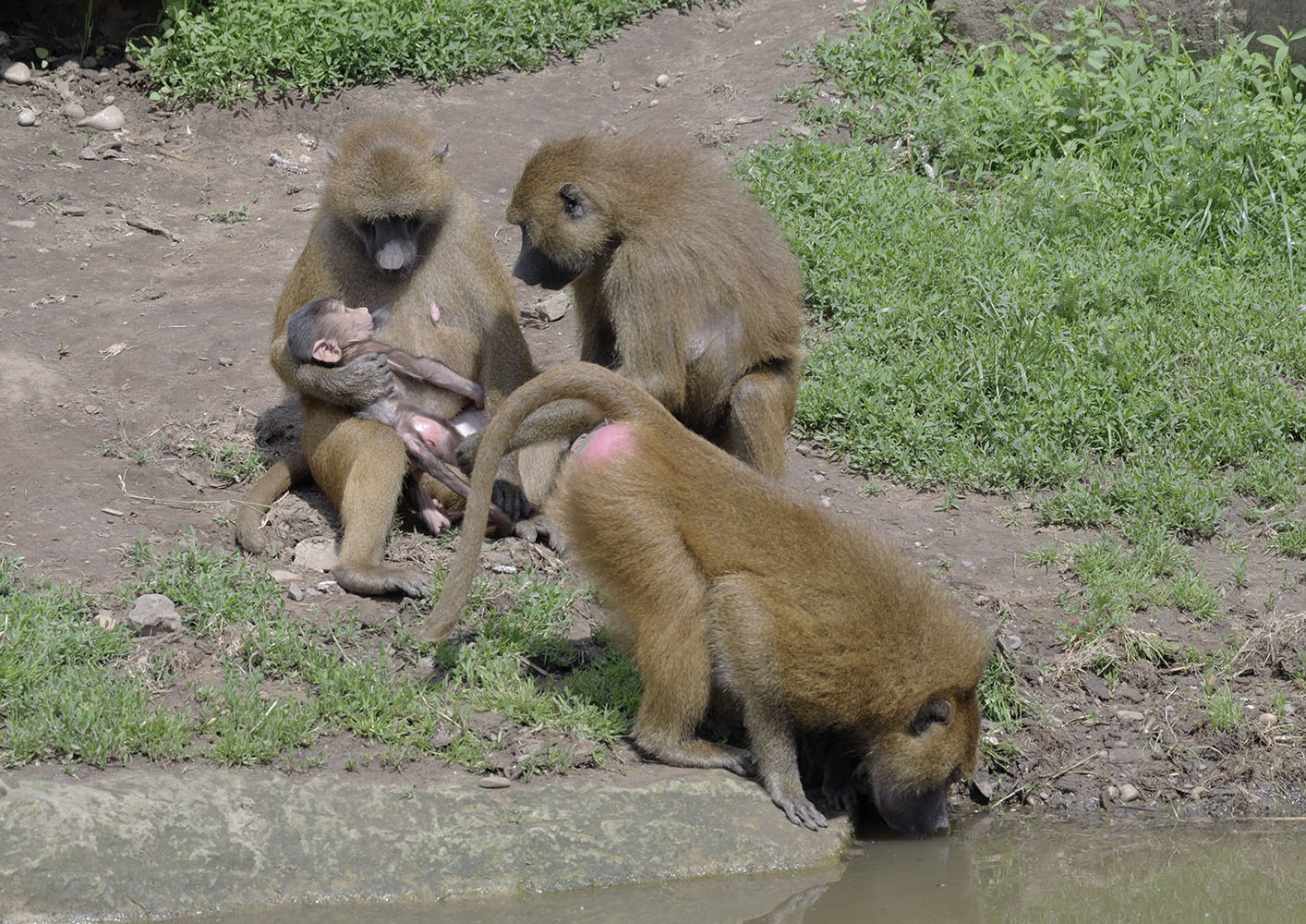 Baboon domesticity