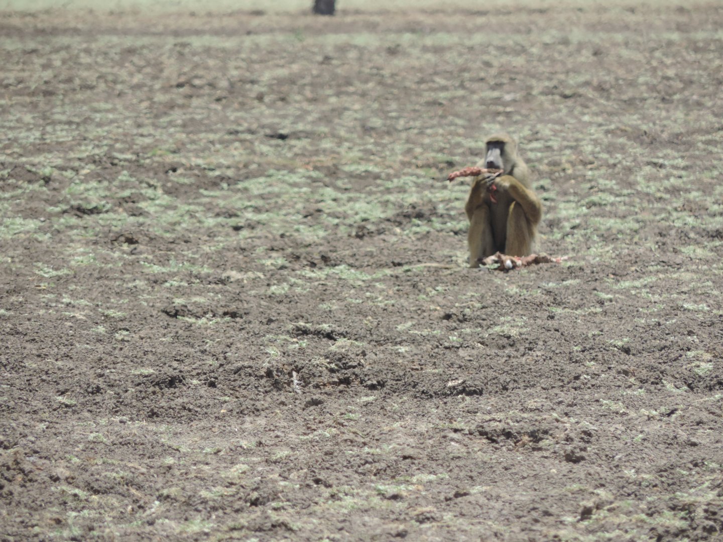 baboon eating a impala selous okt 2016