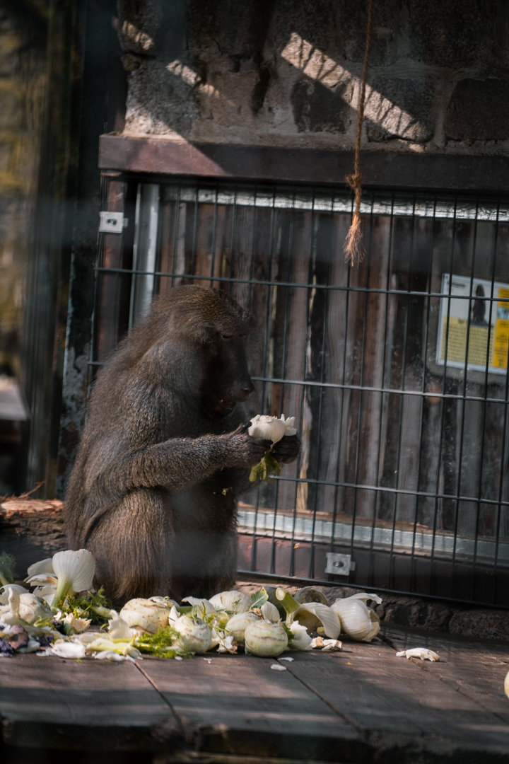 Baboon eating (Papio anubis)