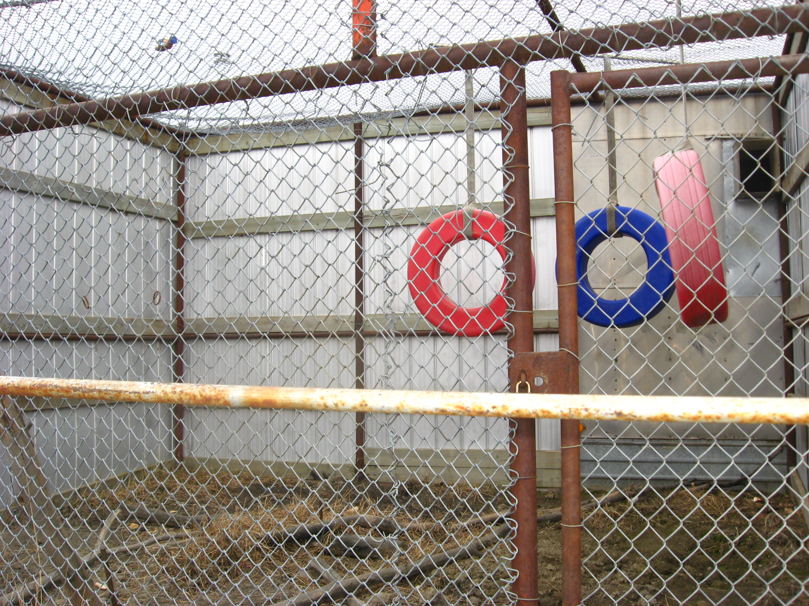 Baboon Enclosure at Guzoo