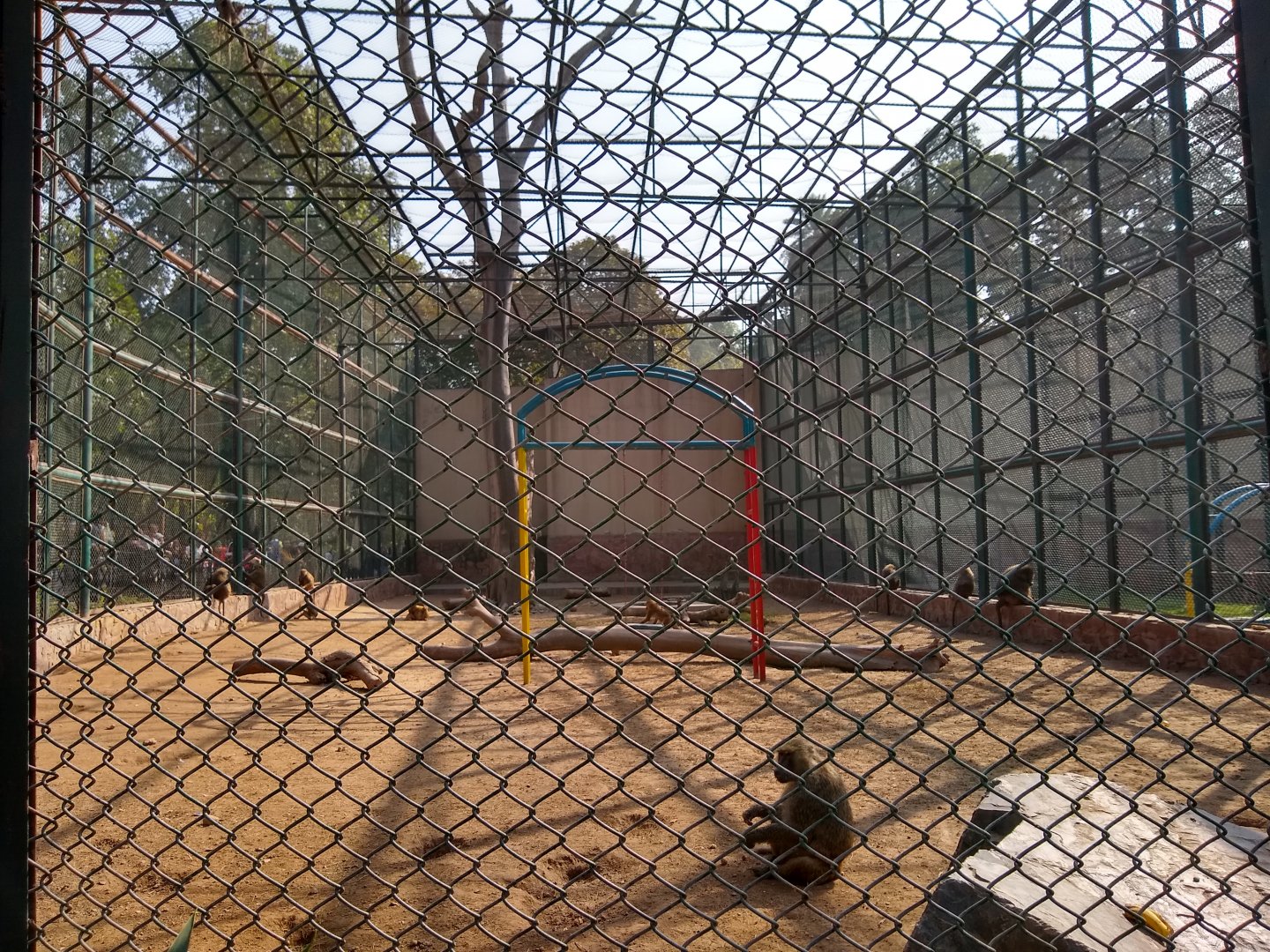 Baboon enclosure - Lahore zoo 17/11/2019