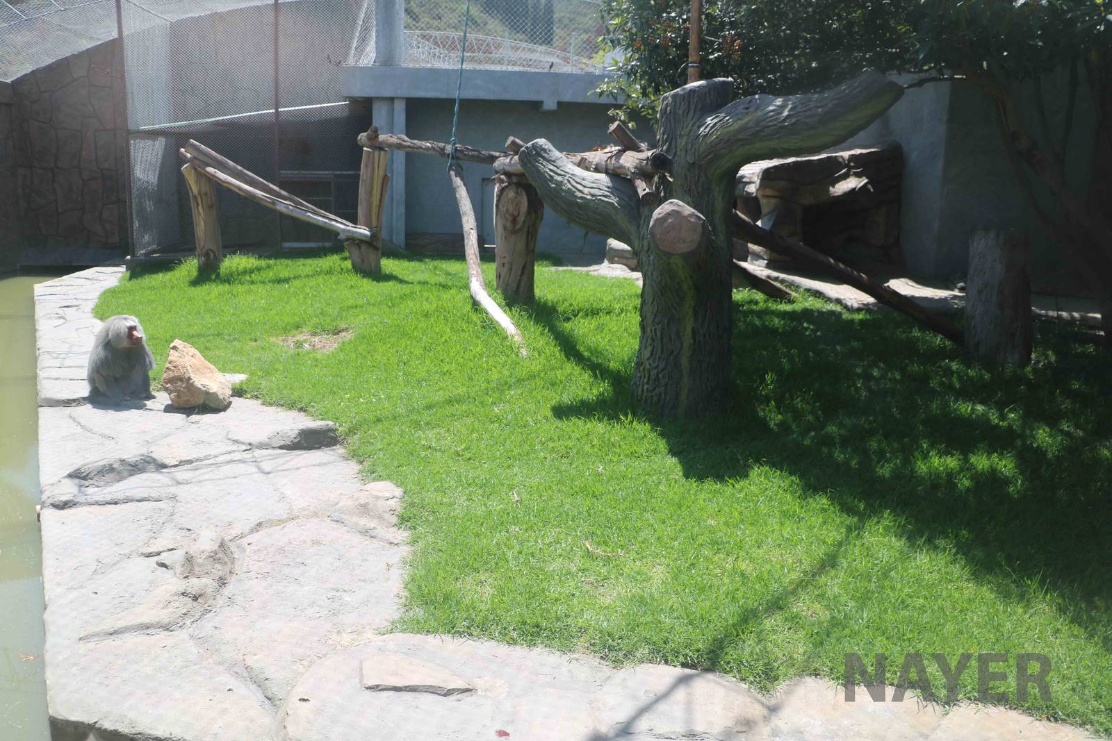 Baboon enclosure, March 2016