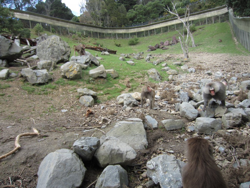 Baboon enclosure