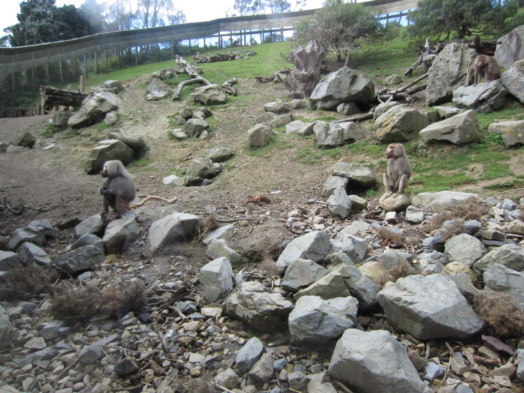 Baboon enclosure