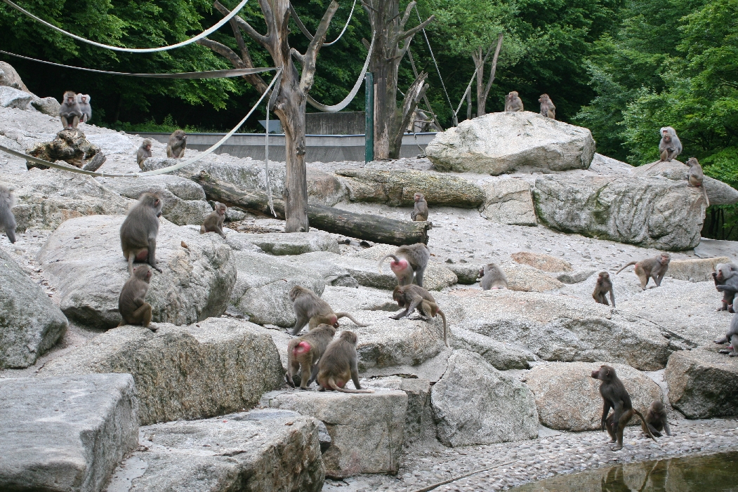 Baboon Enclosure
