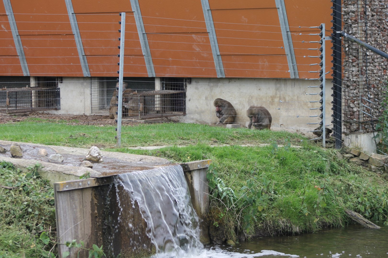 Baboon-enclosure