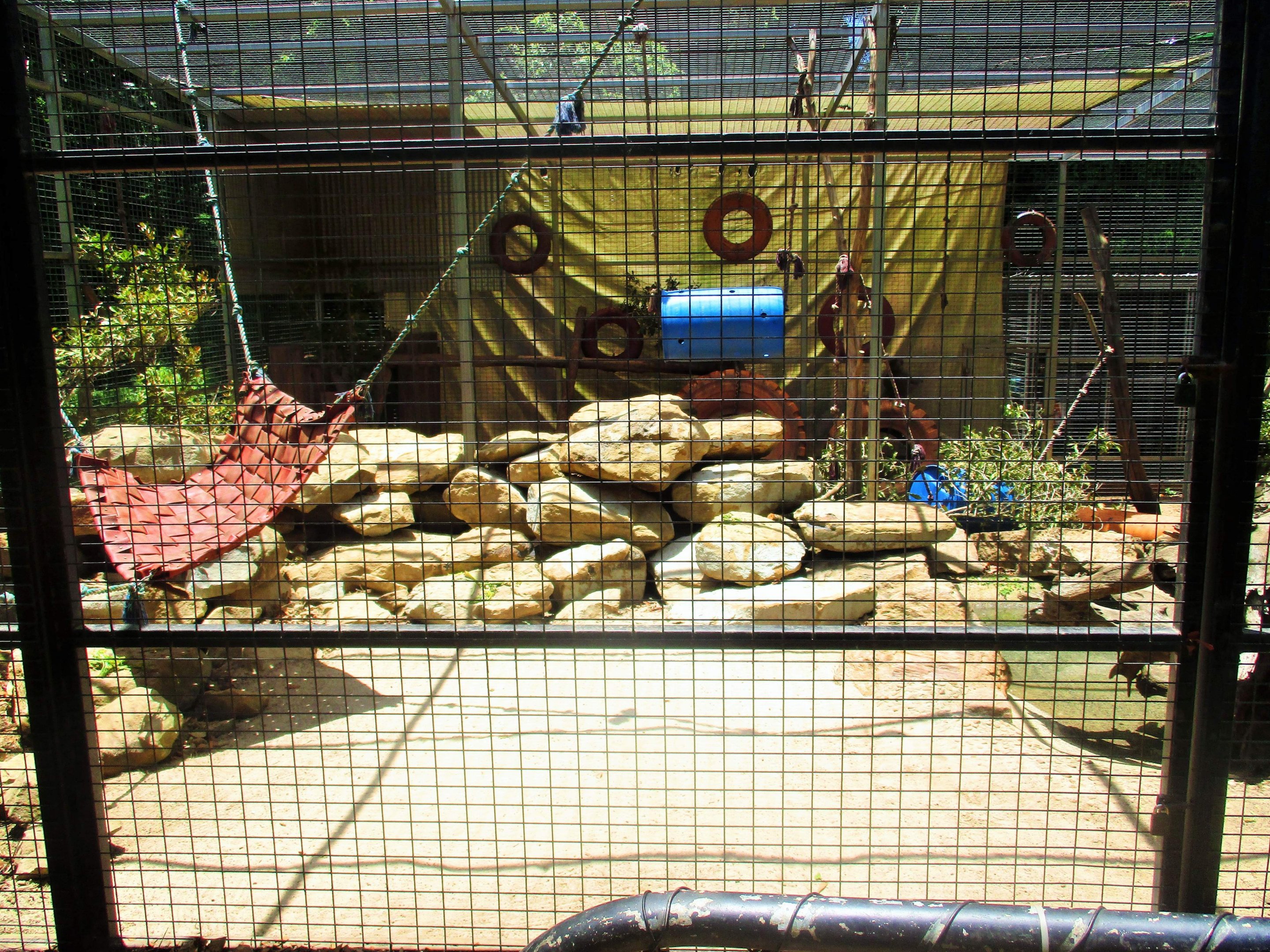 Baboon Enclosure