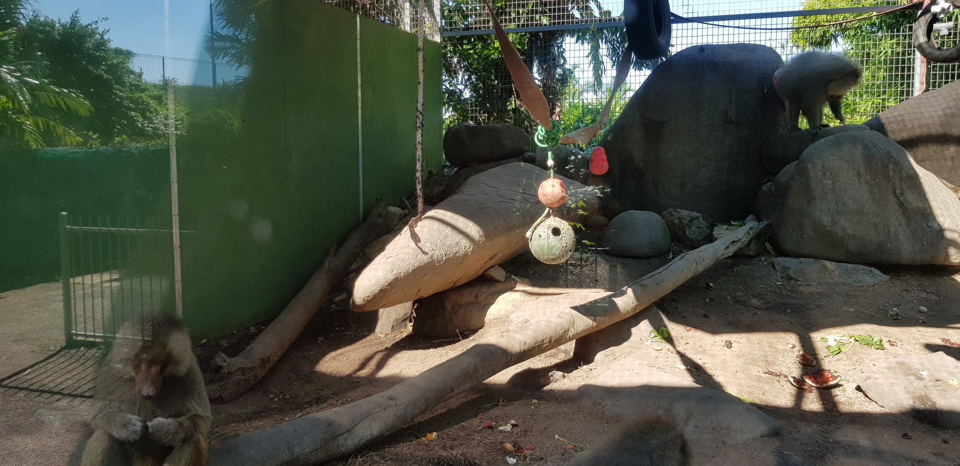 Baboon enclosure