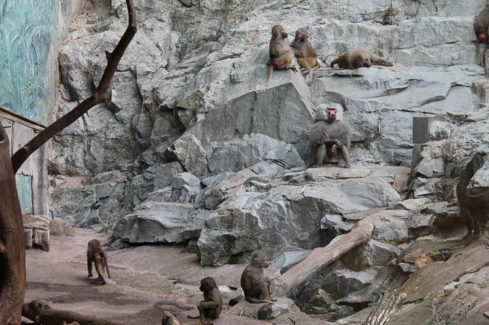 Baboon Enclosure