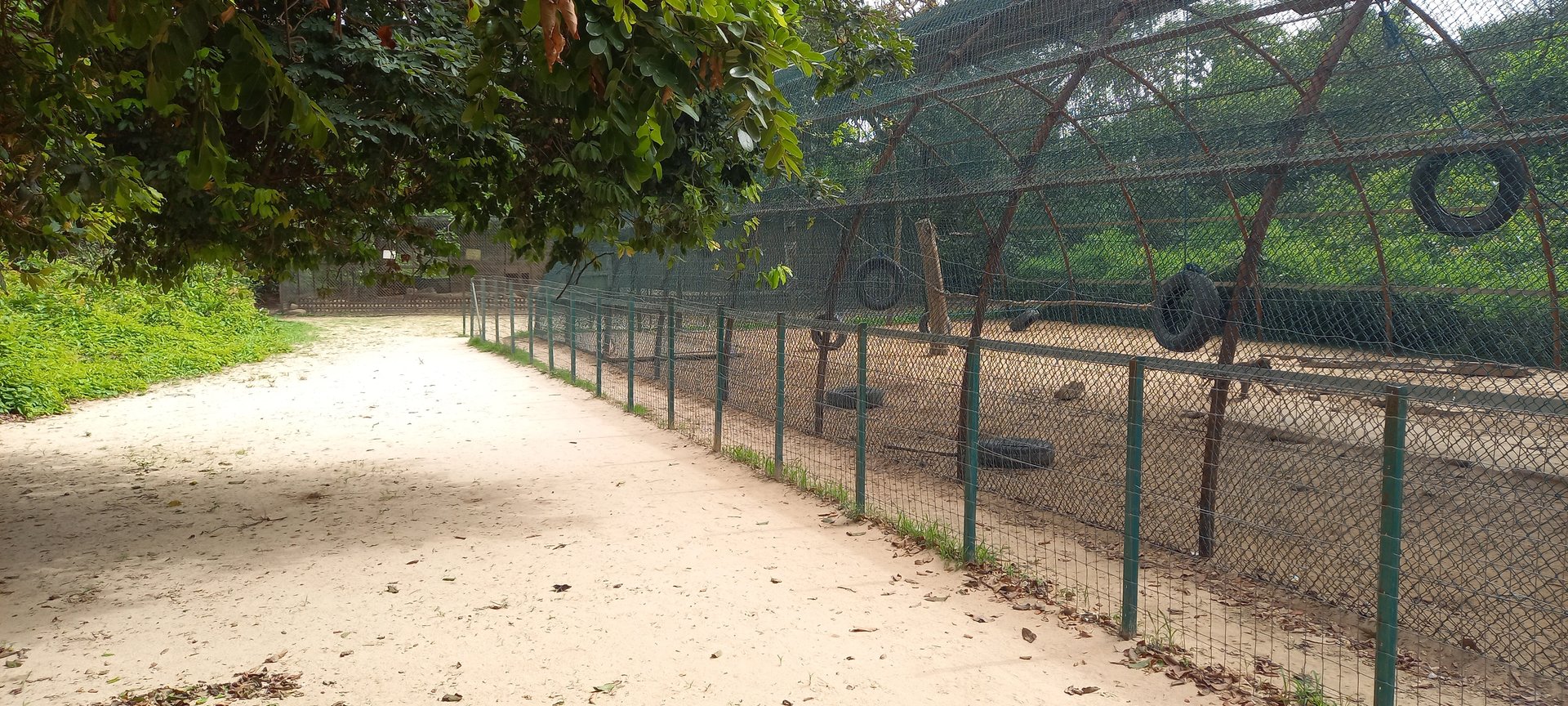 Baboon enclosure