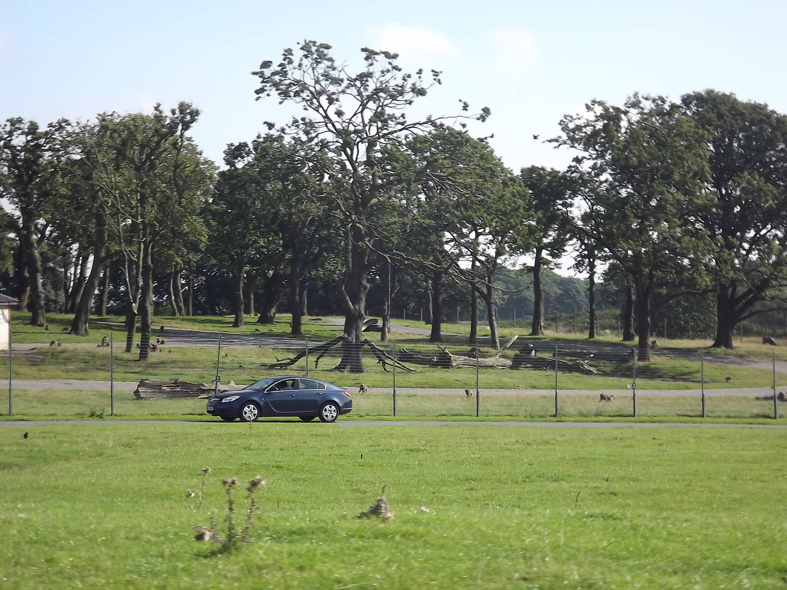 Baboon exhibit at Knowsley Safari Park 08/09/12
