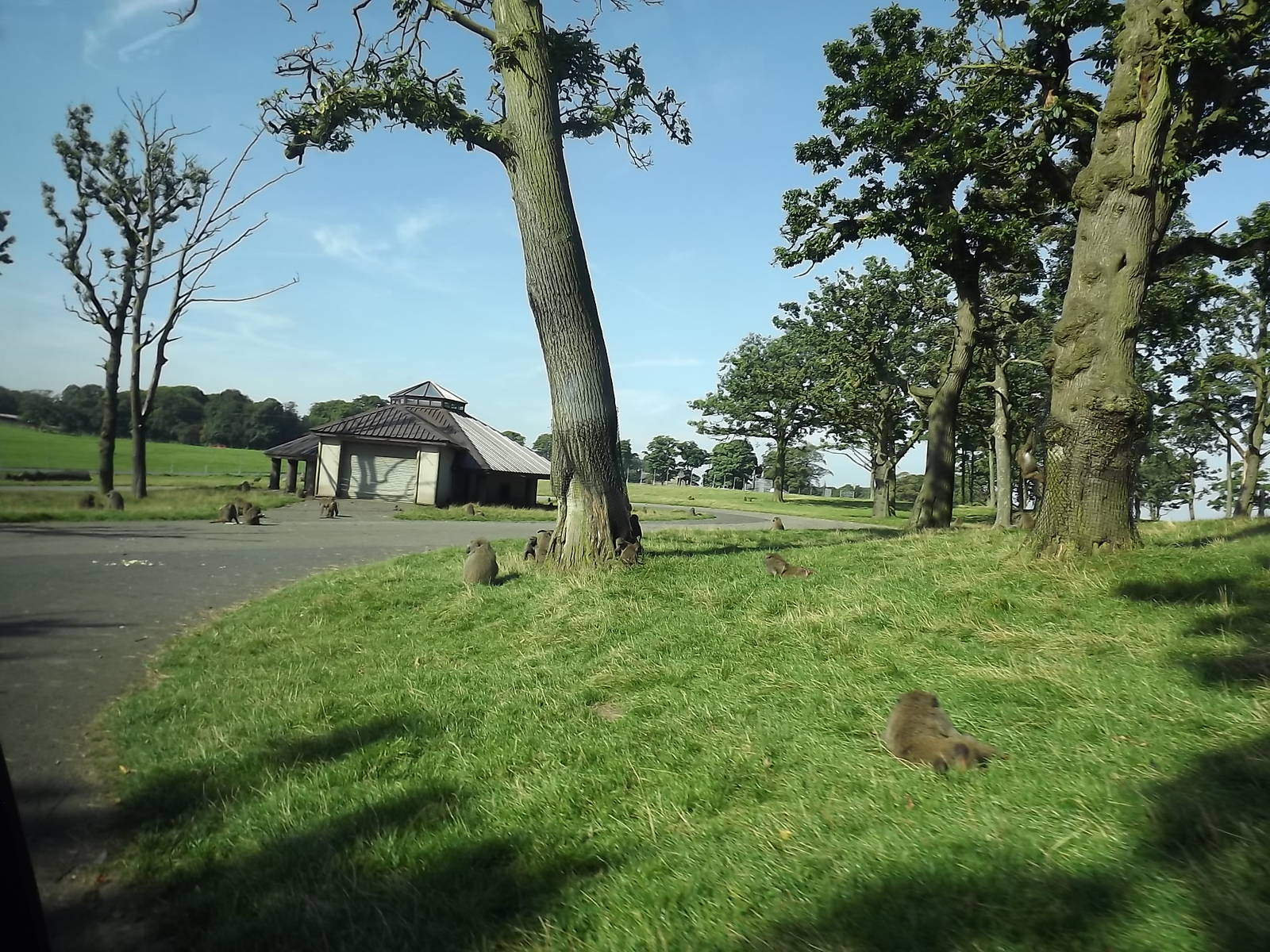 Baboon exhibit at Knowsley Safari Park 08/09/12