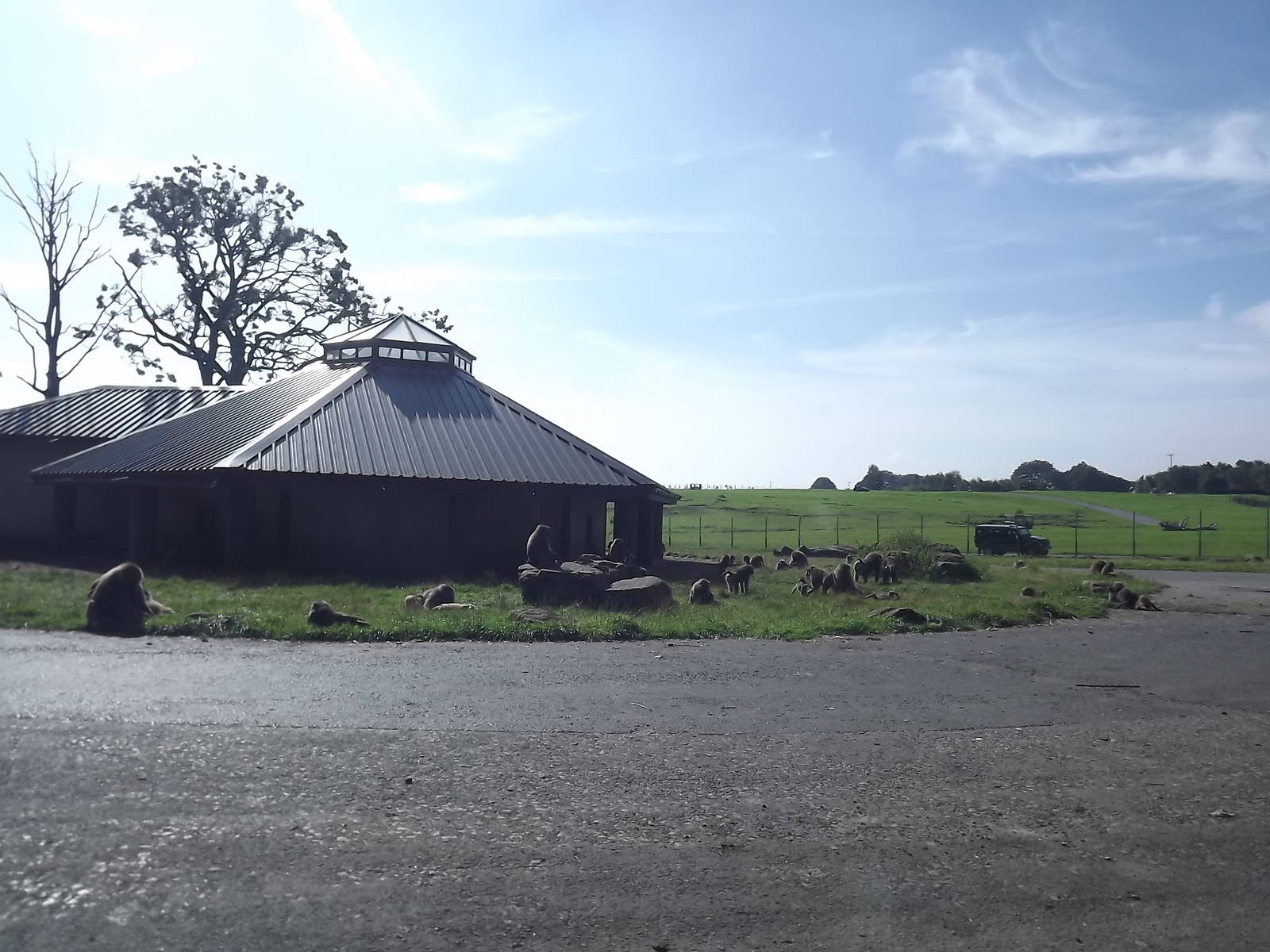 Baboon exhibit at Knowsley Safari Park 08/09/12