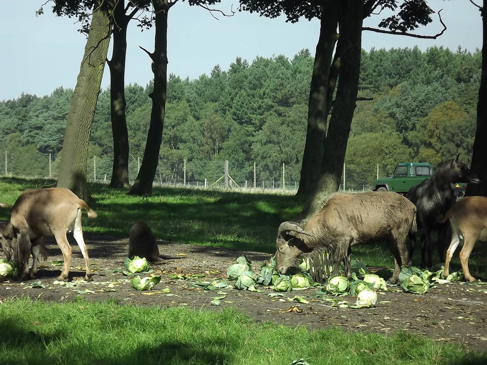 Baboon exhibit at Knowsley Safari Park 08/09/12