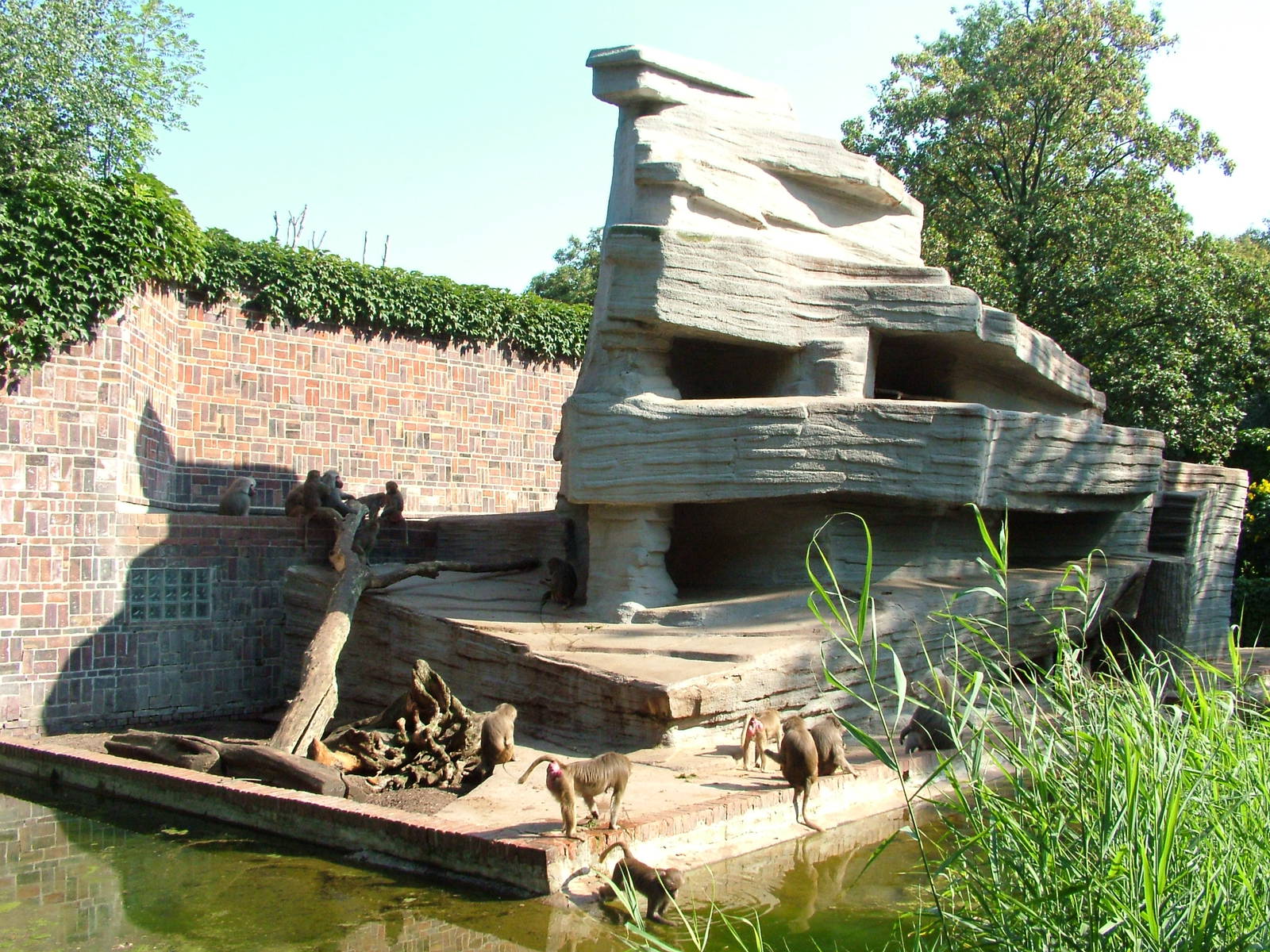 Baboon Exhibit at Leipzig, 02/09/11