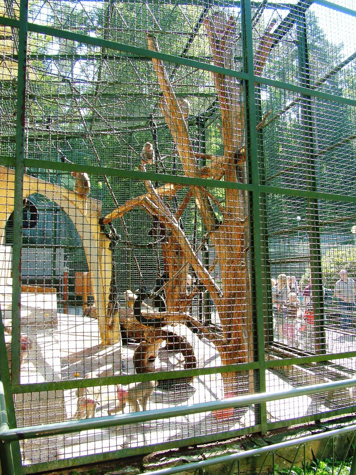 Baboon Exhibit at Liberec, 28/08/12