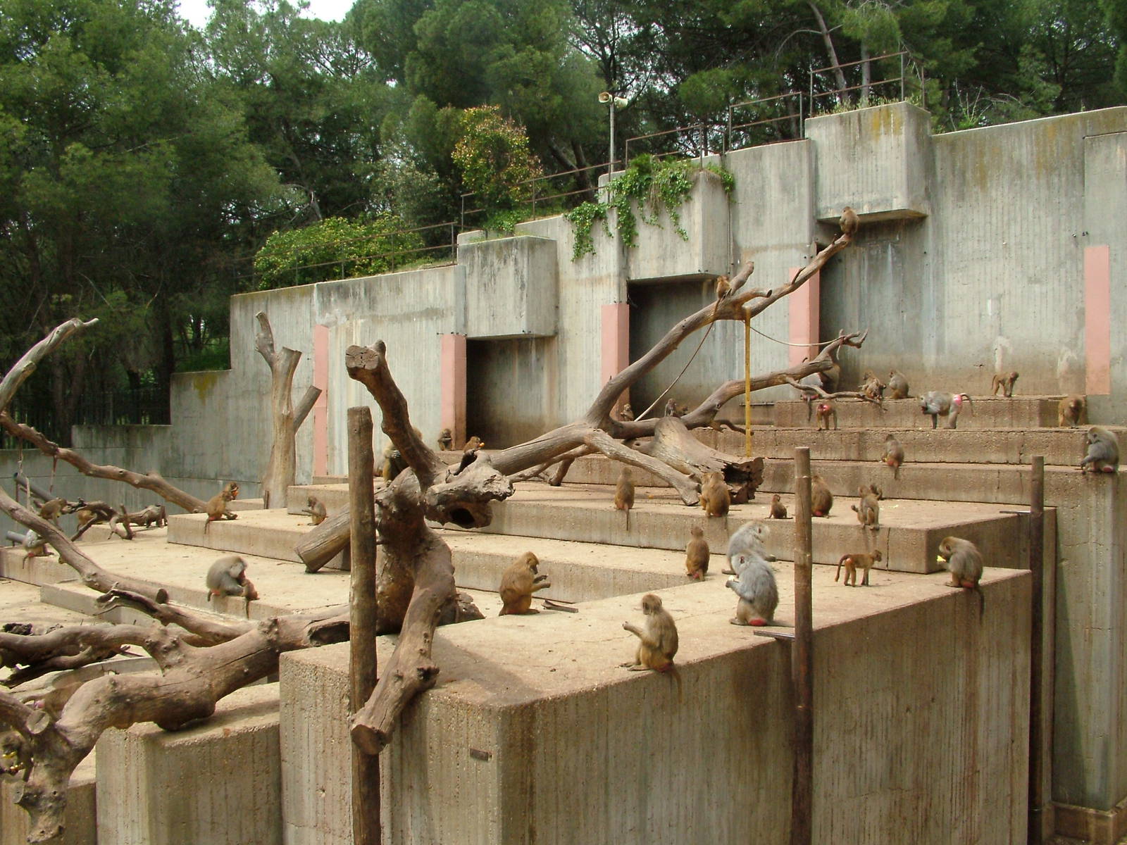 Baboon Exhibit at Madrid Zoo Aquarium, 26/05/11