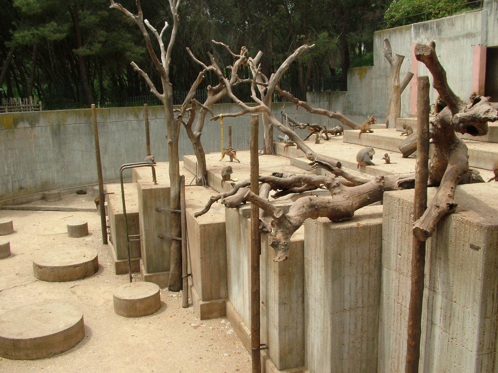 Baboon Exhibit at Madrid Zoo Aquarium, 26/05/11