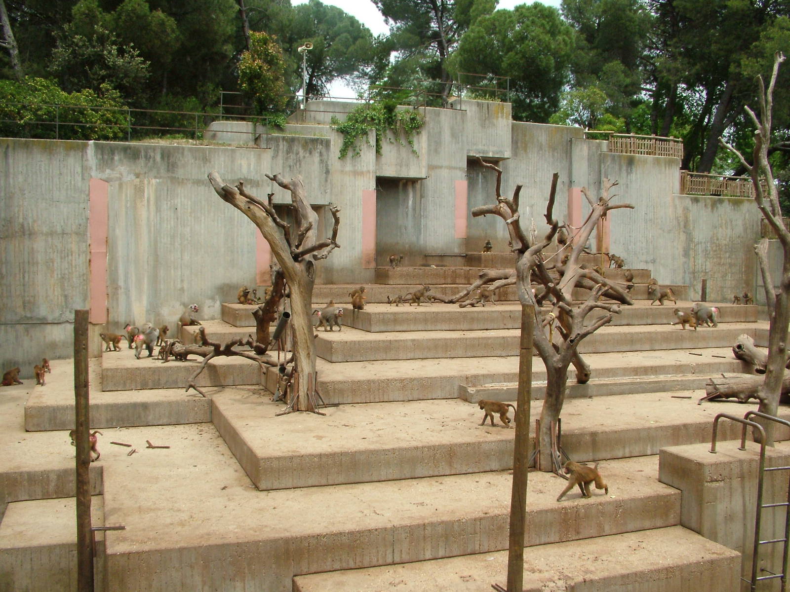 Baboon Exhibit at Madrid Zoo Aquarium, 26/05/11