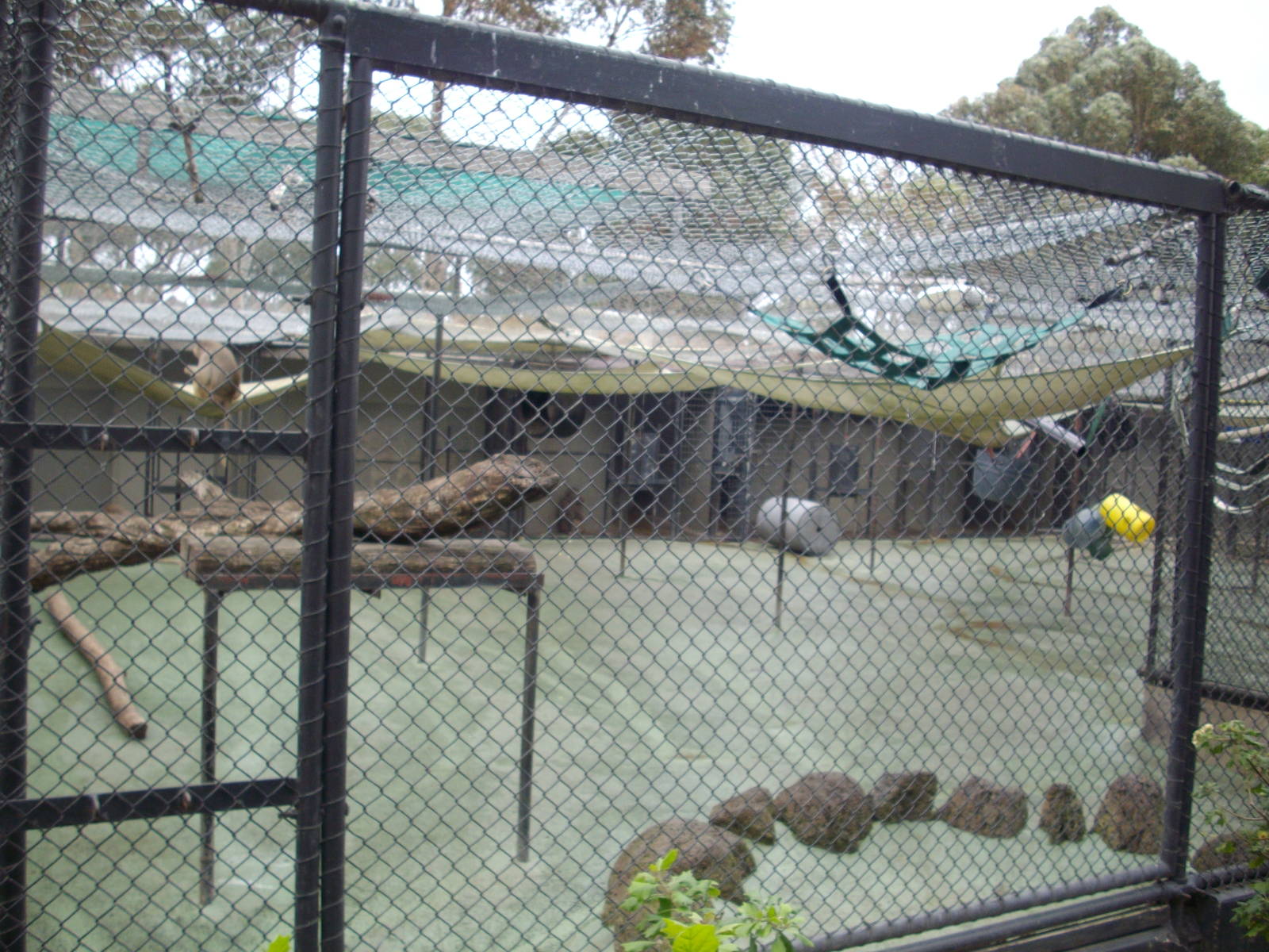 Baboon exhibit at the Melbourne Zoo, July 2009