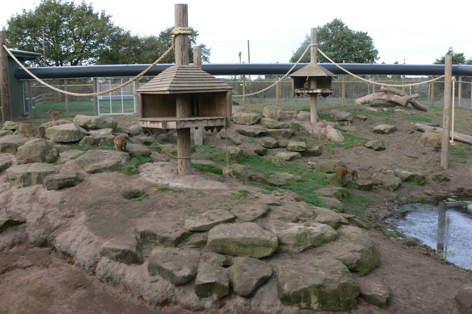 Baboon Exhibit at Yorkshire WP, 28/10/14