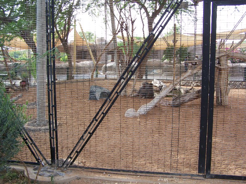 Baboon Exhibit