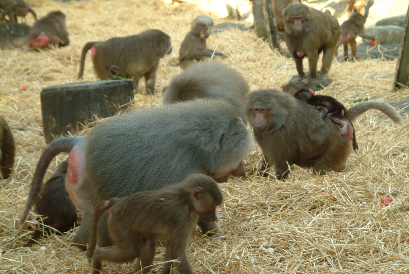 Baboon exhibit