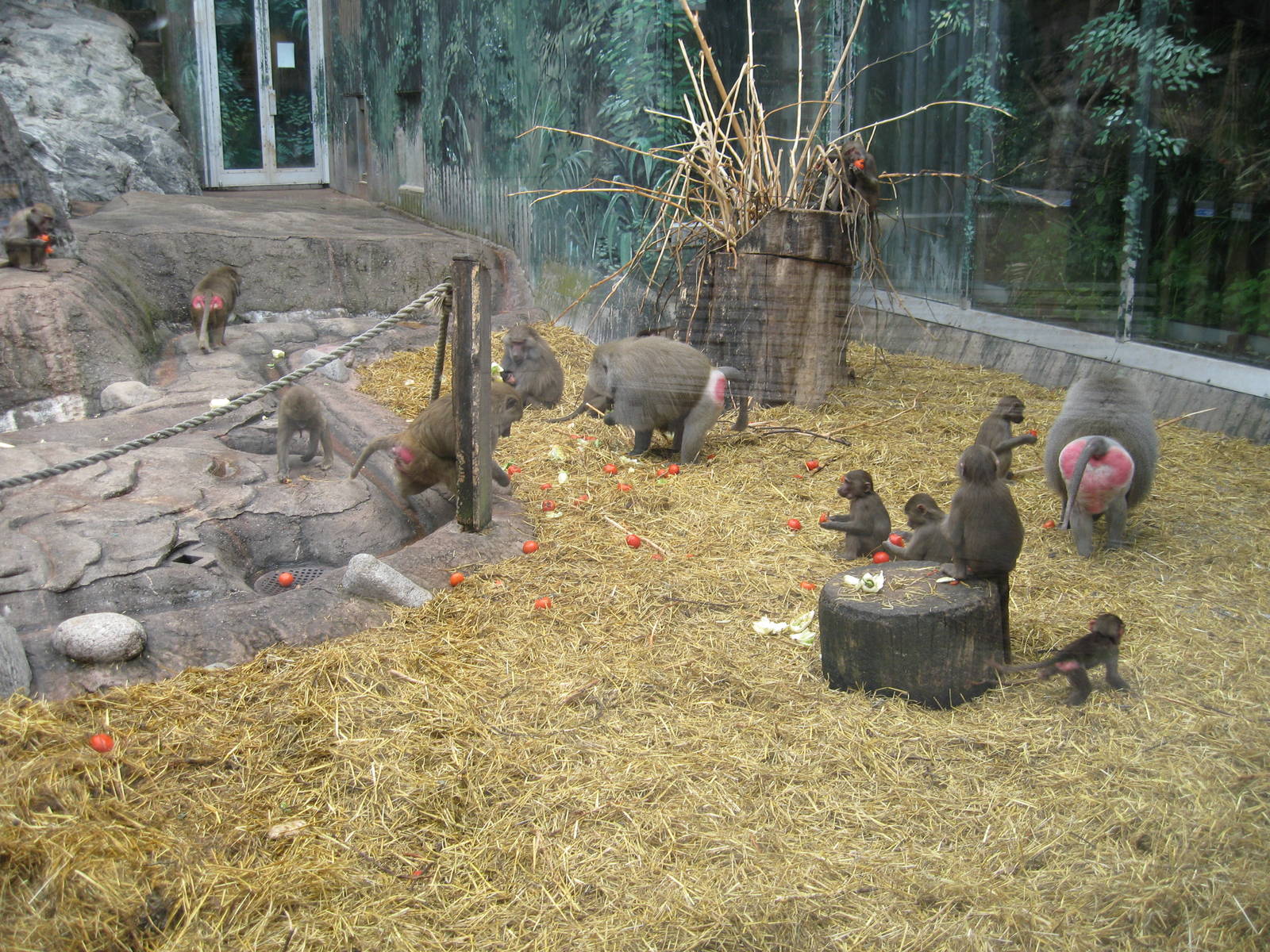Baboon exhibit