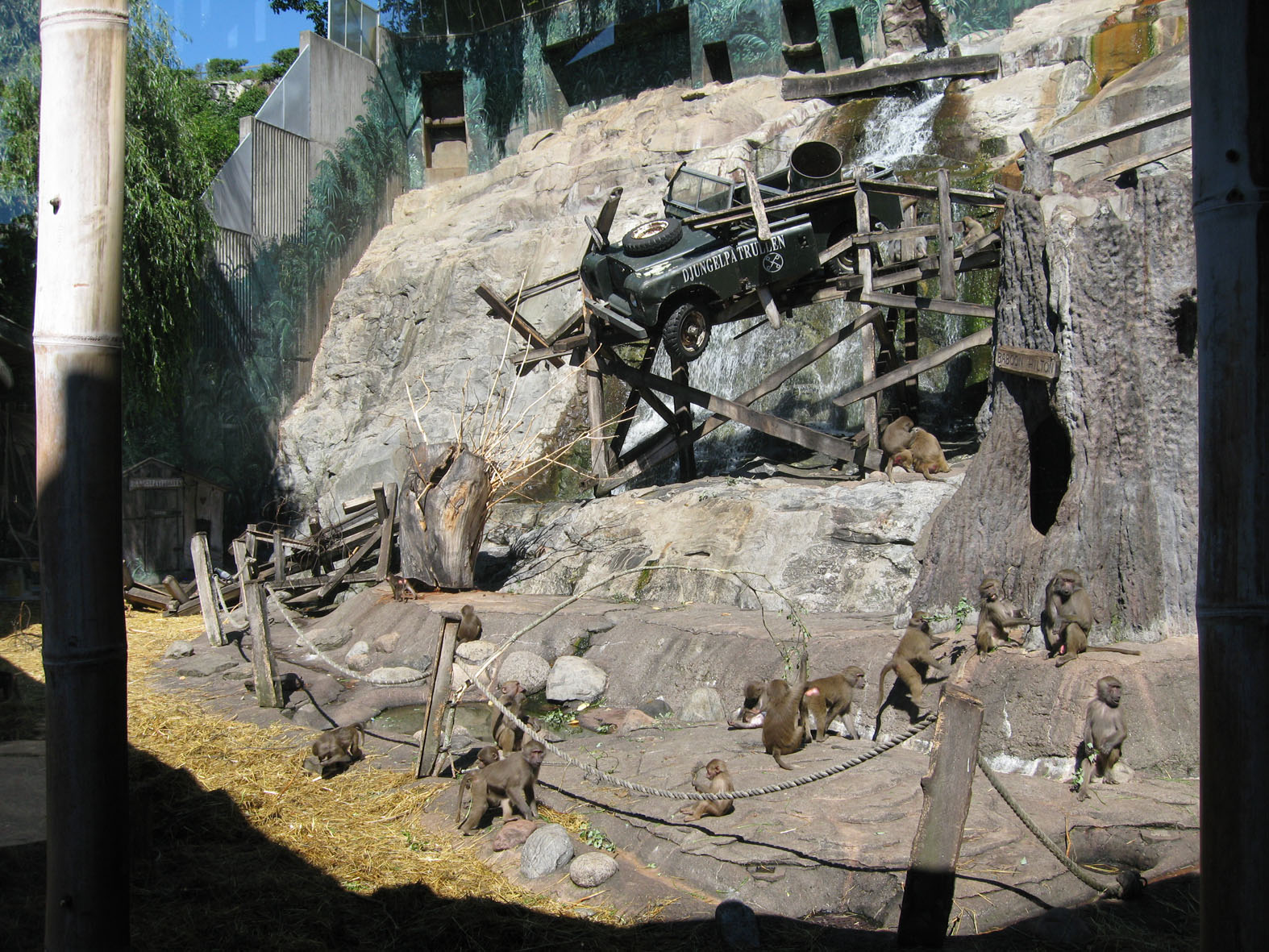 Baboon exhibit