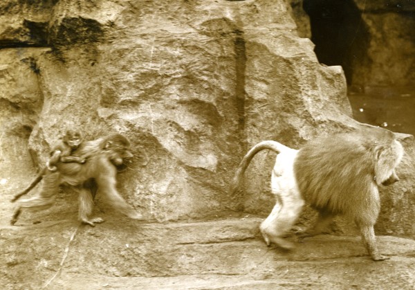 Baboon family playing