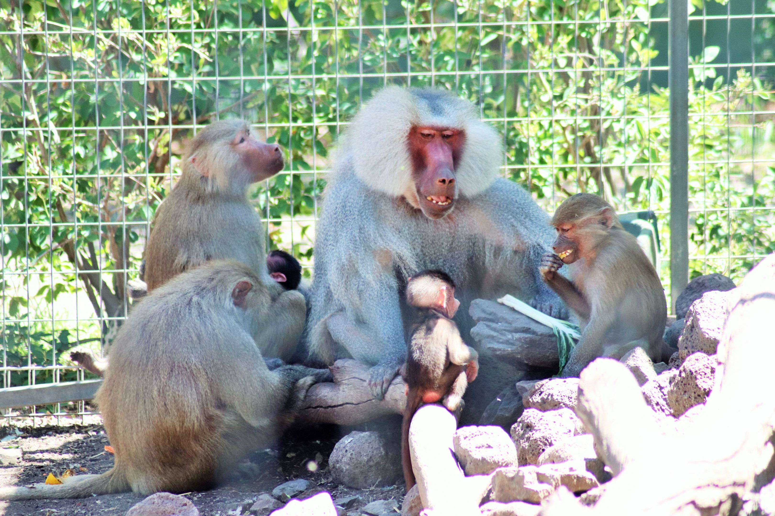 Baboon Family Scene