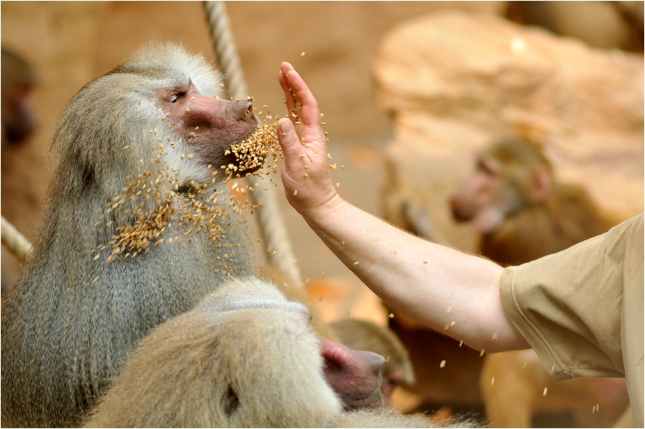 Baboon-feeding at Köln Zoo