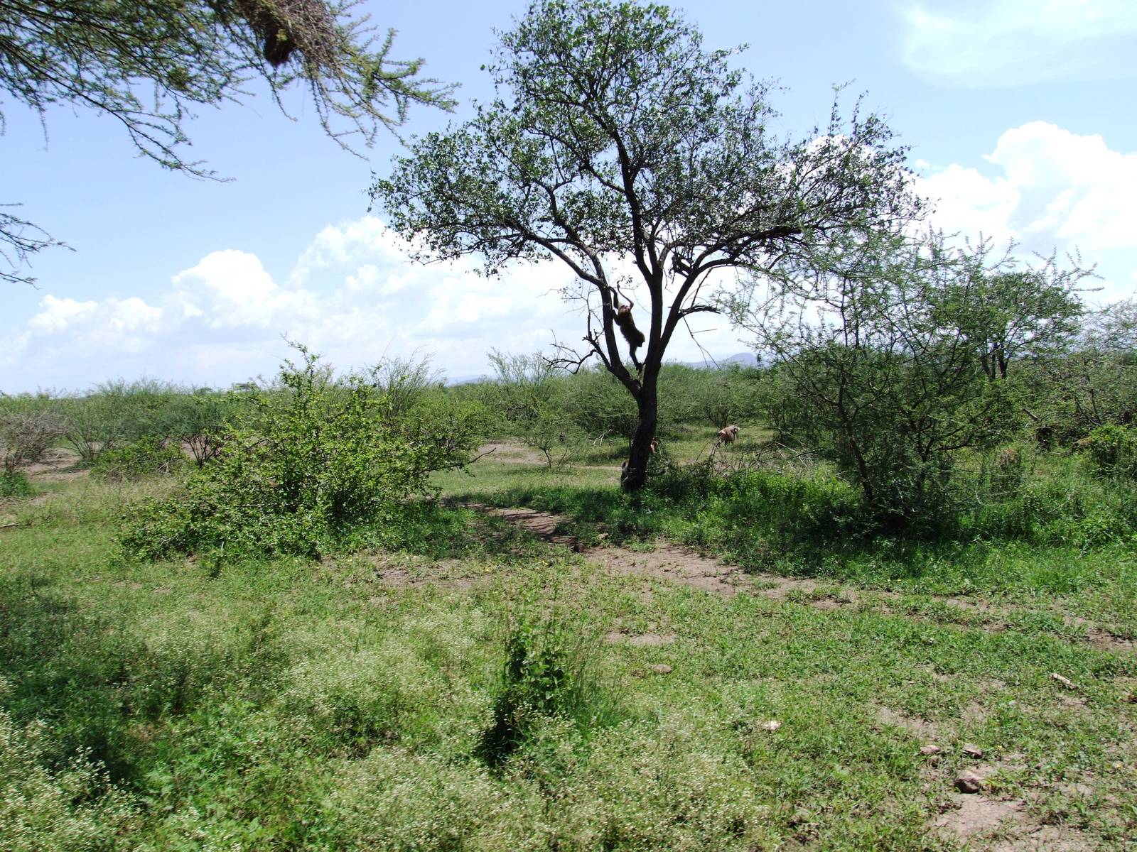 Baboon Habitat - Awash NP, 12/10/14