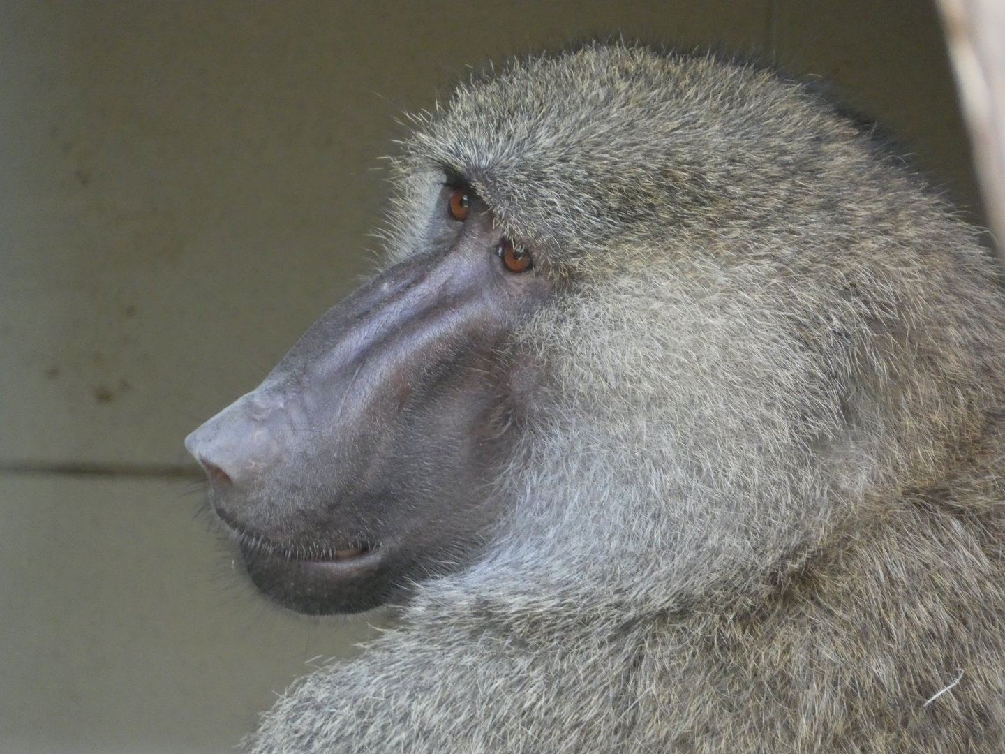Baboon ID - Zoo Dvorec