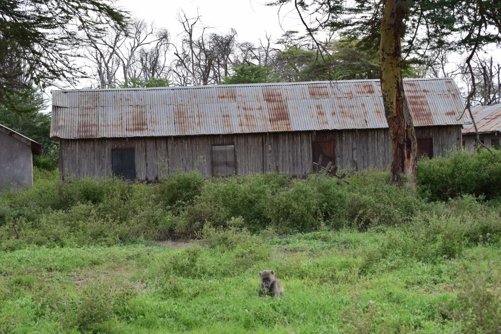 Baboon in abandoned safari lodge