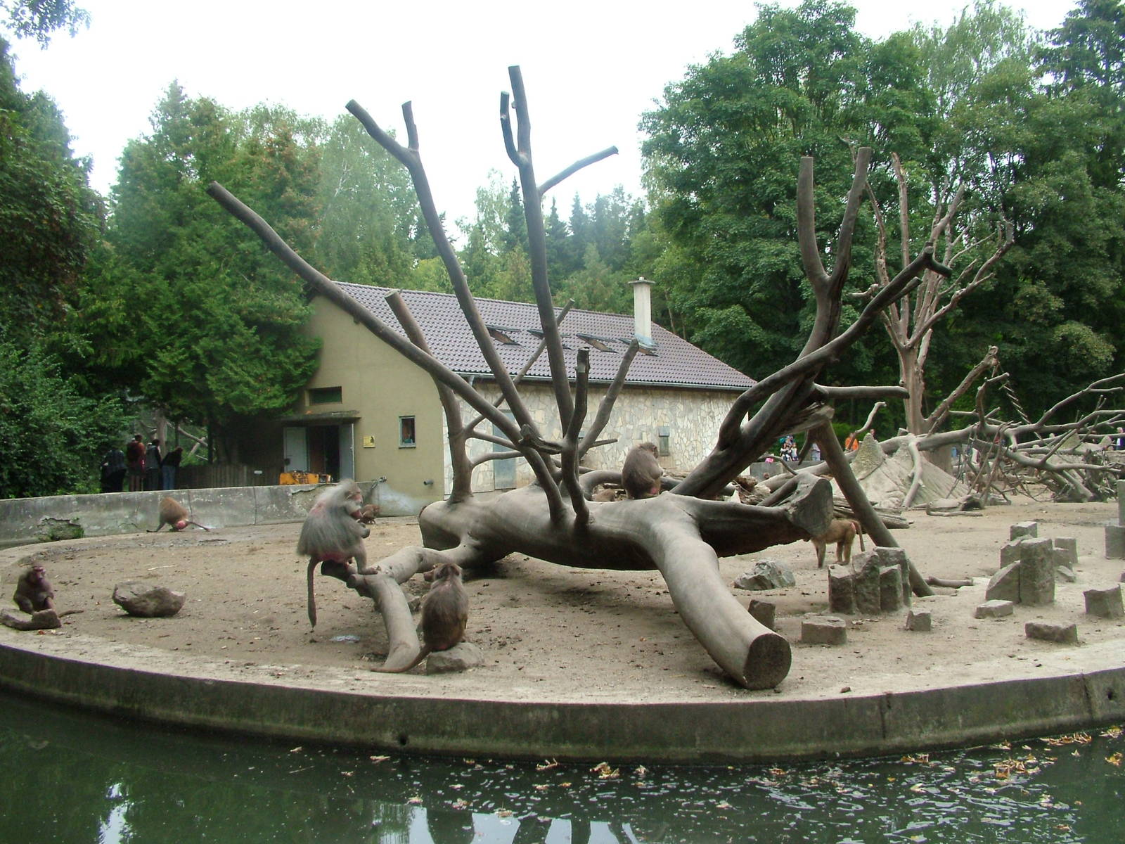 Baboon Island at Augsburg 03/09/06