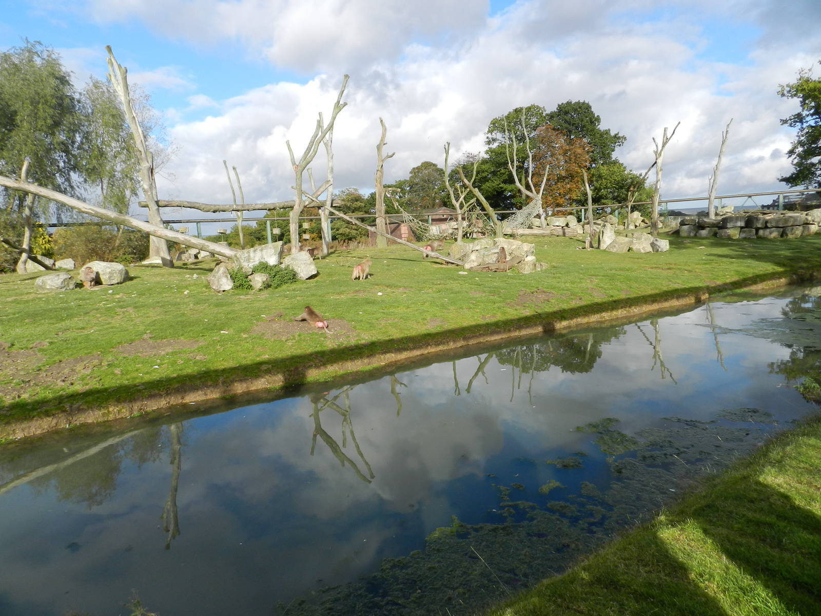 Baboon Island at Flamingo Land - 14/10/2012