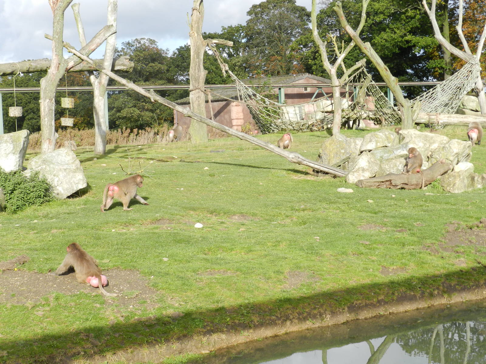 Baboon Island at Flamingo Land - 14/10/2012