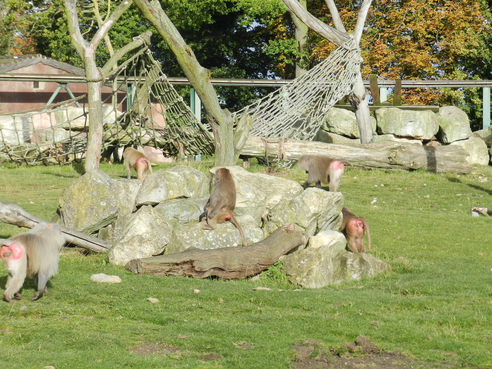 Baboon Island at Flamingo Land - 14/10/2012