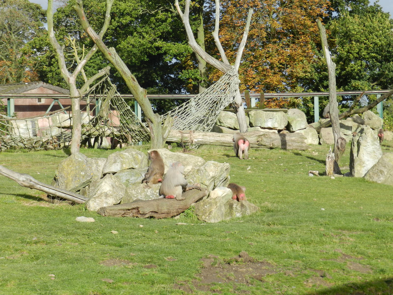 Baboon Island at Flamingo Land - 14/10/2012
