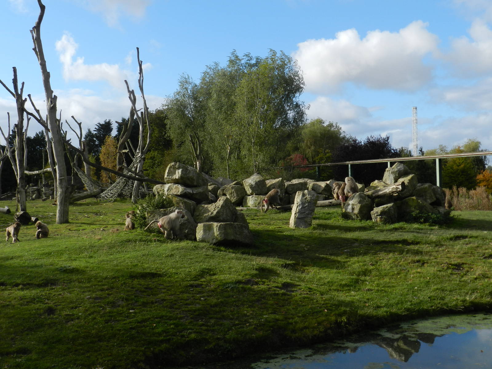 Baboon Island at Flamingo Land - 14/10/2012