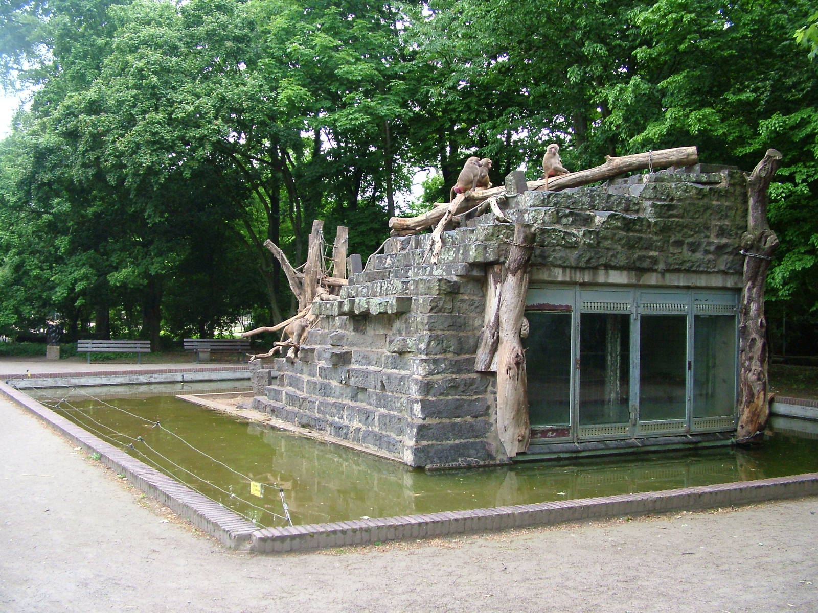 Baboon Island at Krefeld 15/05/09