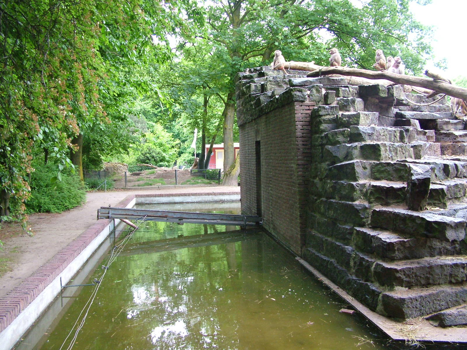 Baboon Island at Krefeld 15/05/09