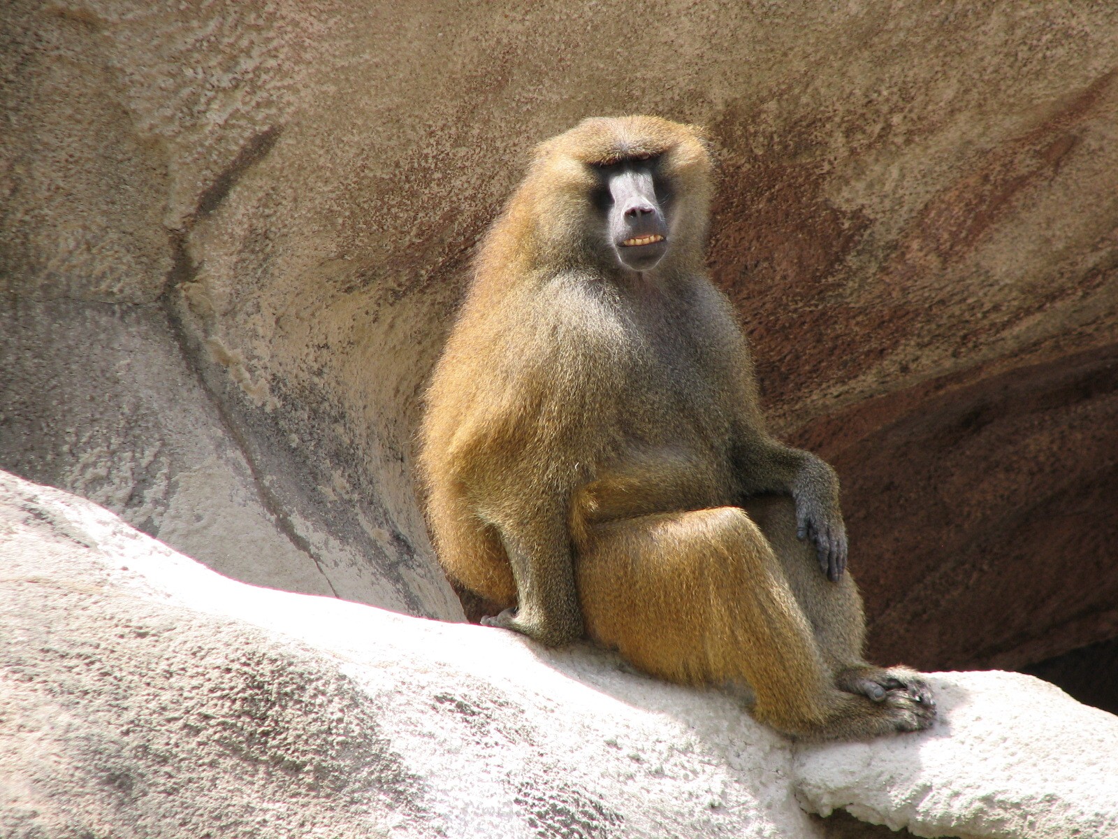 Baboon Island - Guinea Baboon
