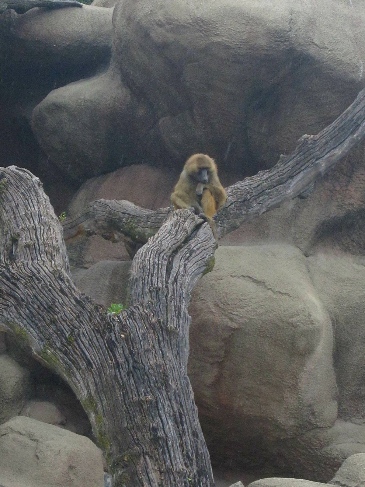 Baboon Island - Guinea Baboon