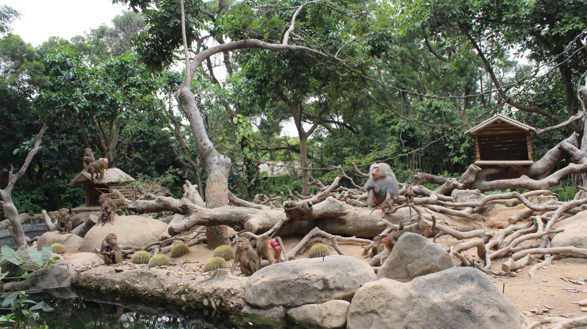 Baboon island