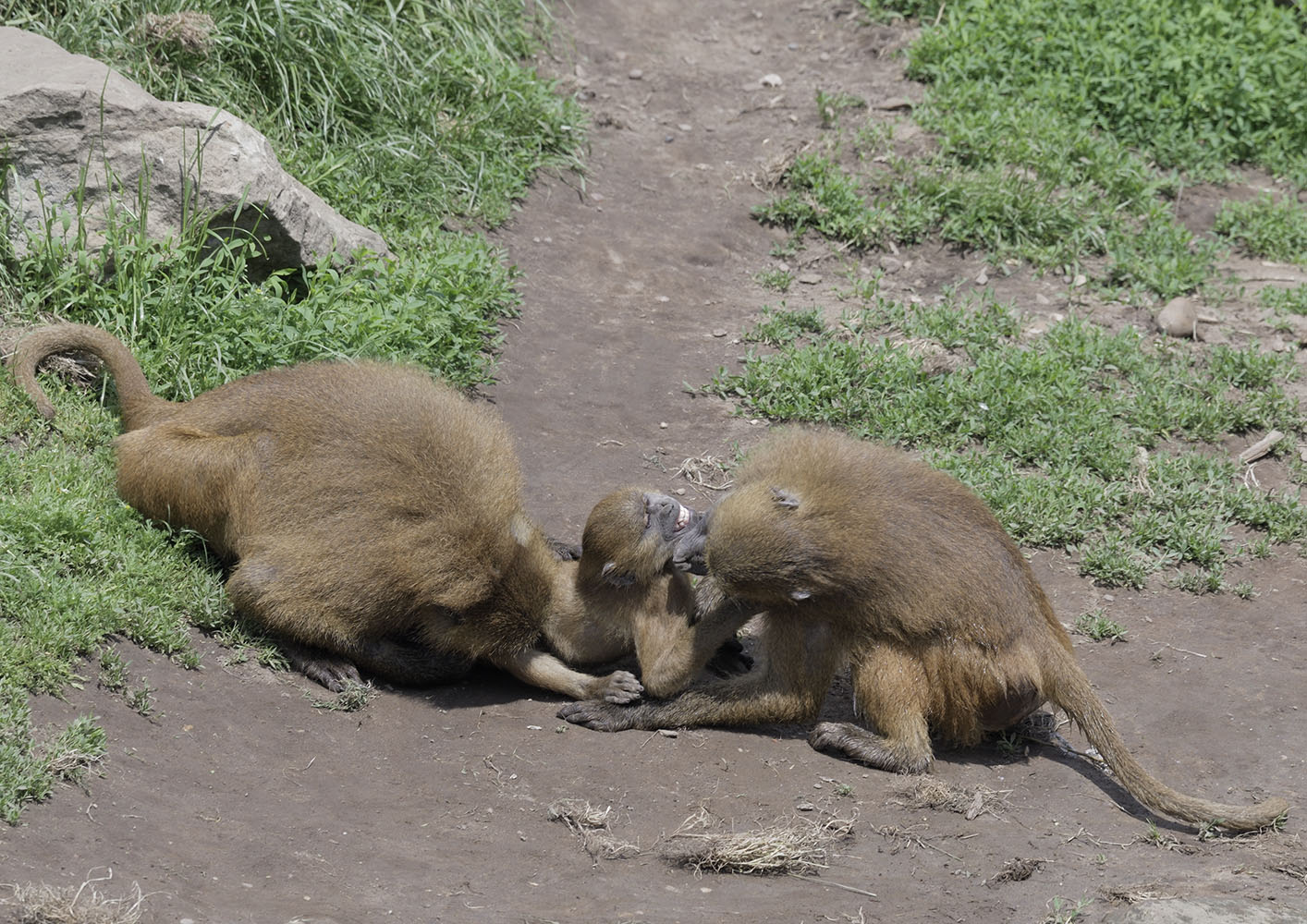 Baboon kerfuffle
