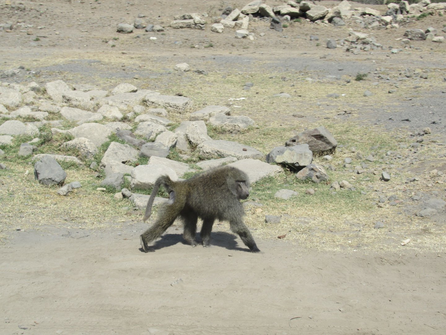 Baboon near a major highway