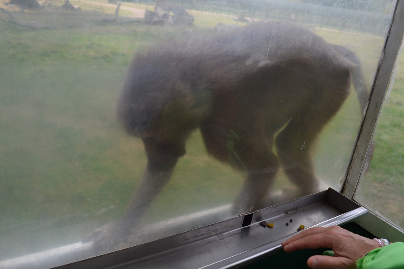 Baboon on Abebussen in Knuthenborg