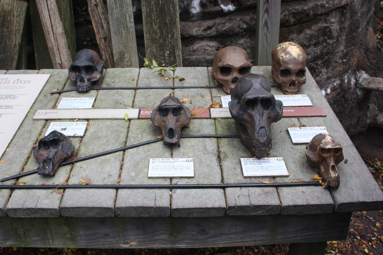 Baboon Reserve- Fossil Dig